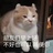 猫猫得而猪猪