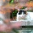 猫咪🐱