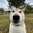 キンギョ