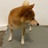 光光狐狸仔