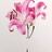 蕊园导引