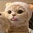一只小猫仔