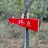 yyyang