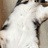 一只寻寻猫