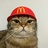 咪猫咪猫呀呀呀