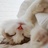 Chris_Safer