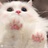 肥肥猫