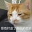 被打败的猫头