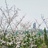 卜绿溟Blooming