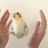 香菜