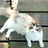 猫与猫寻zZ