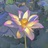 水出芙蓉899