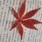 不知名豆友