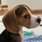 Beagle_le