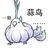 蒜蒜大好鸟