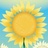 芒果太阳