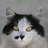 猫爬爬