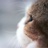 艾小猫