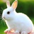 兔兔这么可爱、