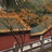 吴驰仁
