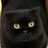 猫生活群主