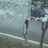 鱼又盈
