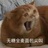 猫吃了狗放的屁