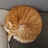三猫