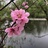 海棠花开