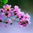 紫薇花院