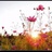 格桑花