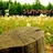 nightwish122