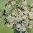 vaseofroses