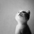 angelcat