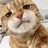 猫肥垫厚