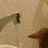 spri