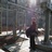 lotous