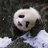 清秋怡兰