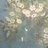 daisssy