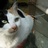 猫咪老师