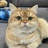 猪咪金渐层