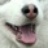 阿拉斯加犬