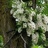 flowersummer