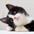 大棉猫生