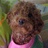 leoo
