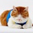 猫咪江米条