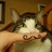 Allen cat