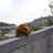 醒着梦游