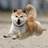 odie