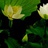 冷月葬花魂